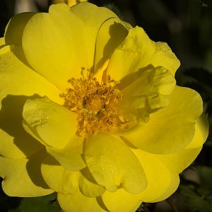 Harison's_yellow_rose_U6073792_06-07-2017-001