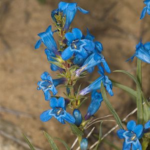 Penstemon_U5283738_05-28-2017-001