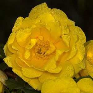 Persian_yellow_rose_U6073782_06-07-2017-001