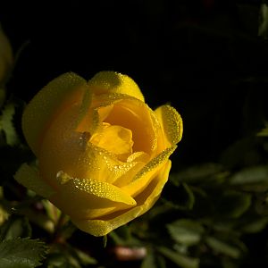 Persian_yellow_rose_U6073783_06-07-2017-001