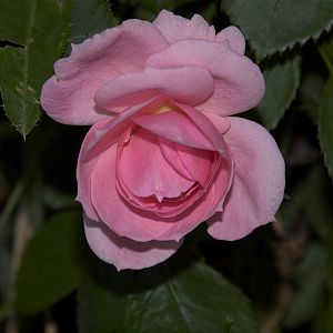 Prairie_joy_rose_X6055769_06-07-2017-001