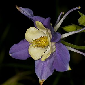 Rocky_mountain_columbine_U6043757_06-04-2017-001