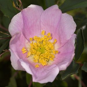 Wood's_rose_U6043755_06-04-2017-001