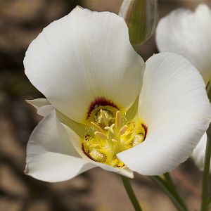 Sego_lily_U6093795_06-09-2017-001