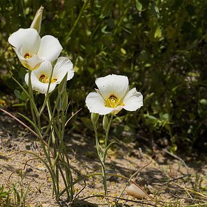 Sego_lily_U6093801_06-09-2017-001