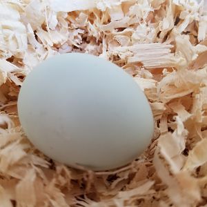 First Egg - Blondie