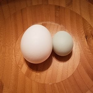 First Egg - Size Comparison