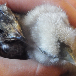 4 Week Old Quail And 1 Week Old Silkie