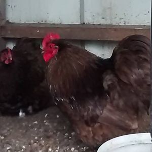 Chocolate Orpington Bantam