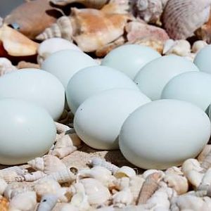 Cream Legbar Eggs