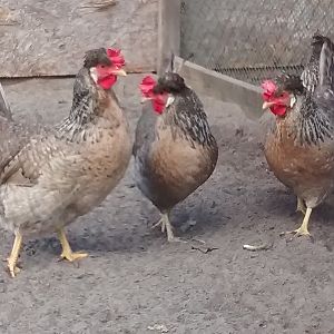 Cream Legbar Hens