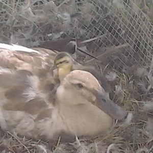 ROWEENA AND BABY CROWLEY