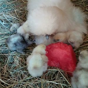 Born on July 12, 2017