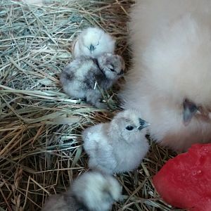 My sweet baby chicks and hen