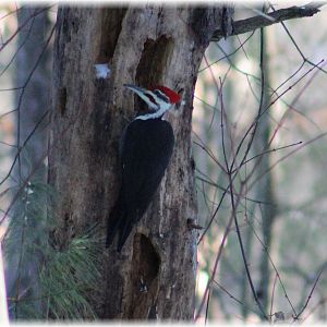 Pileatedwoodpecker03