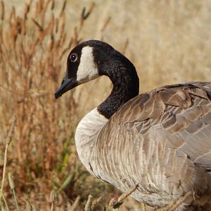 Goose_2_35