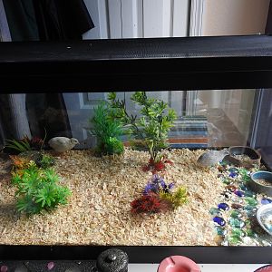 Button Quail 40 Gallon Tank Set Up