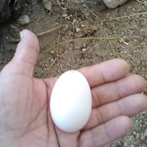 20170728 Small first egg