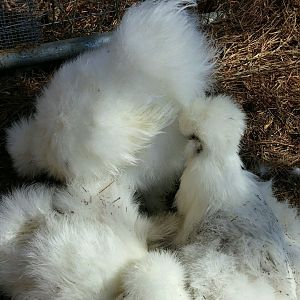 Dust Bathing