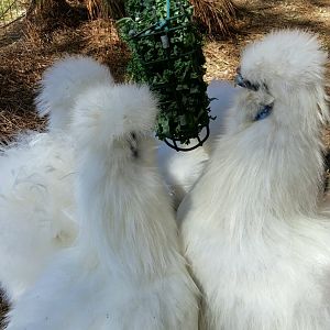 Enjoying Their Greens