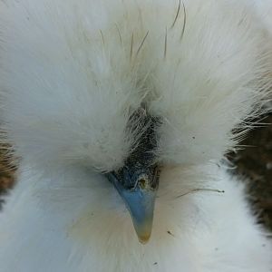 Female