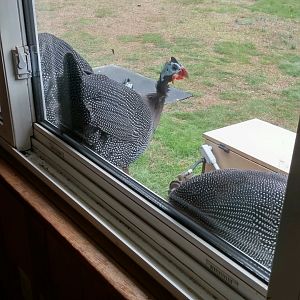 My Chick-Gin
