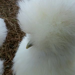 Nice And Fluffy