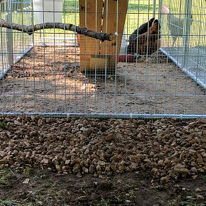 Hardware cloth under the coop.