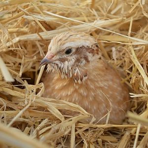 Male quail with cheek tuft