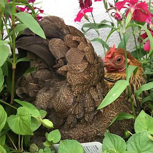 Golden Partridge Pekin Bantam