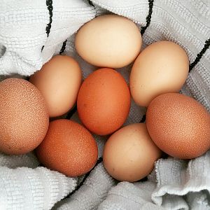Filette's Eggs