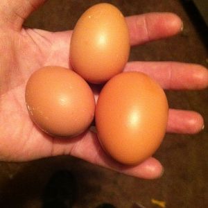 First eggs
