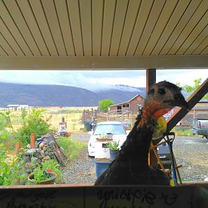 IMG_20170617_122923
