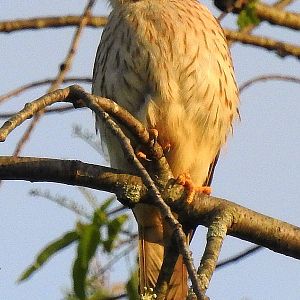 Mr. Kestrel