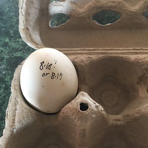 First-egg