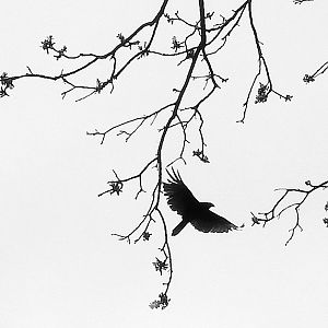 Buzzard