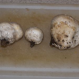 Puffballs_X6195839_06-19-2017-001