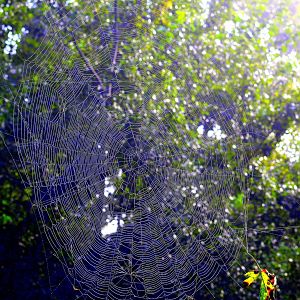 Spin-Spin-Spin...that Web