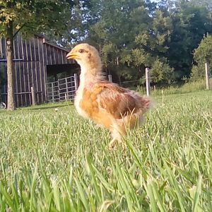 Tigerlily the mutt chick.