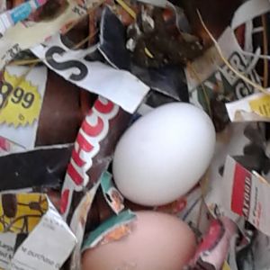 20170903 RIR First egg
