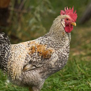 Cream_legbar_rooster_X9046027_09-04-2017-001