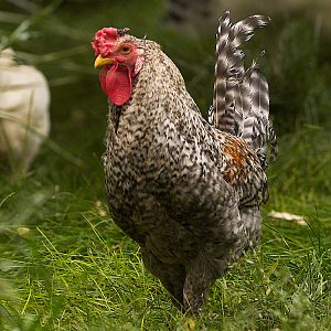 Rose_comb_legbar_rooster_F2_X9046029_09-04-2017-001