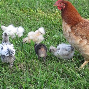 Fanny with babies
