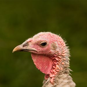 Lavender_hen_X9046044_09-04-2017-001