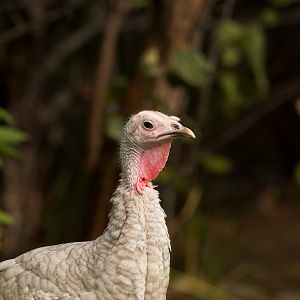Lavender_hen_X9046047_09-04-2017-001