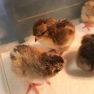 SFH hatch day 9/4-1