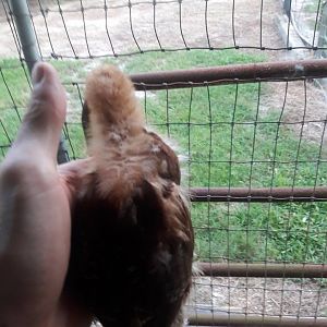 Pet_chicken_ii