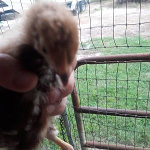 Pet_chicken_I