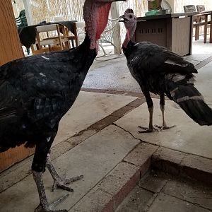 Free ranging