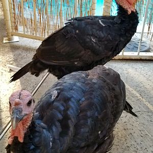 One way a Turkey stays cool